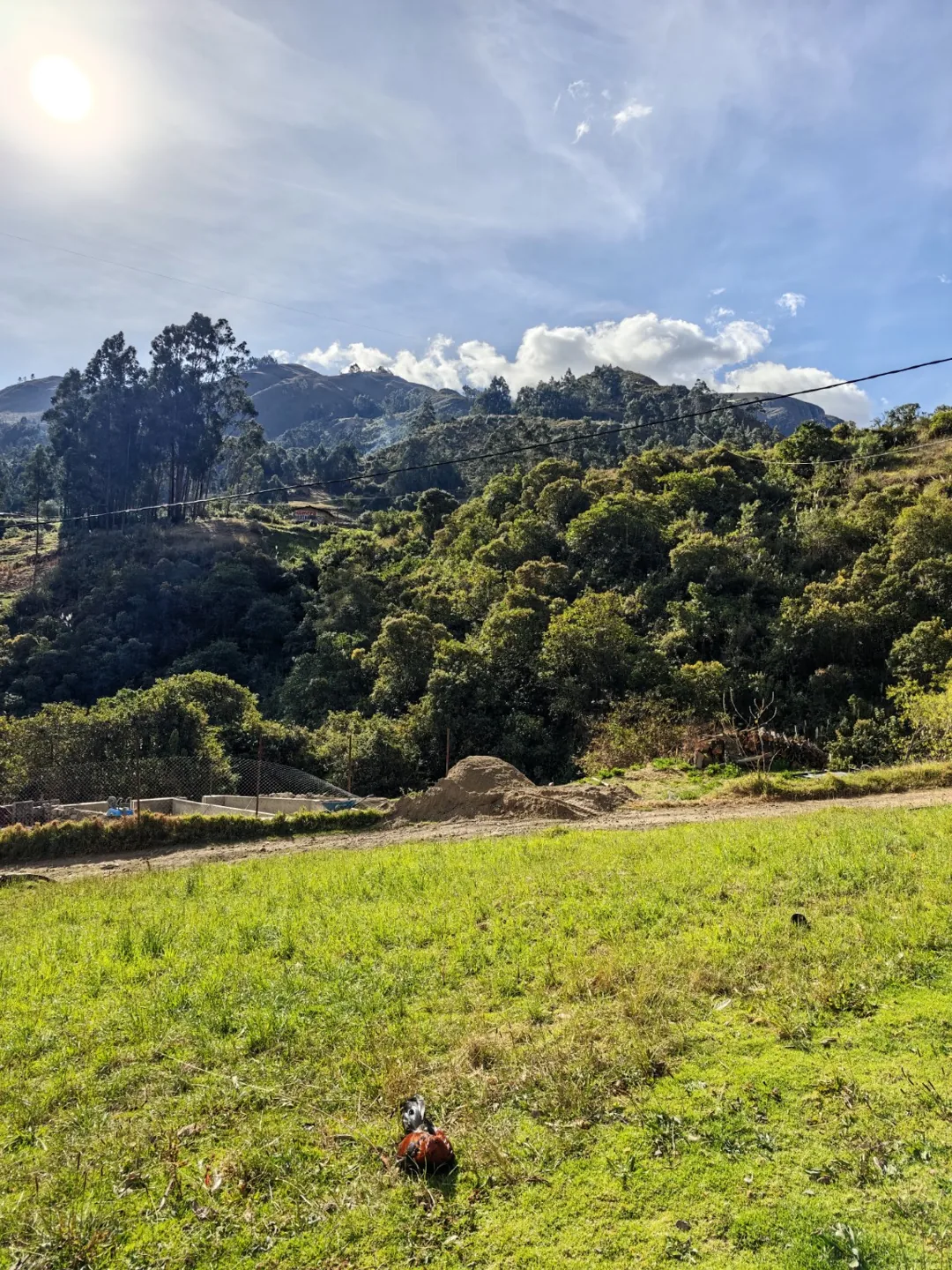 Pradera y árboles en paisaje andino